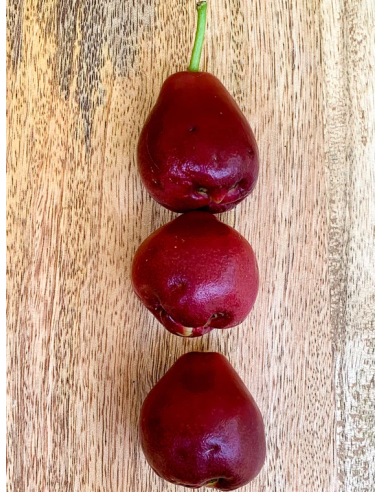 1 Malasian Apple Tree (Syzygium malaccense)...