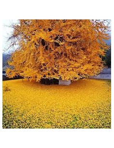 1 Ginkgo biloba sapling /...