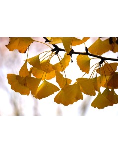 1 Ginkgo biloba sapling /... 2