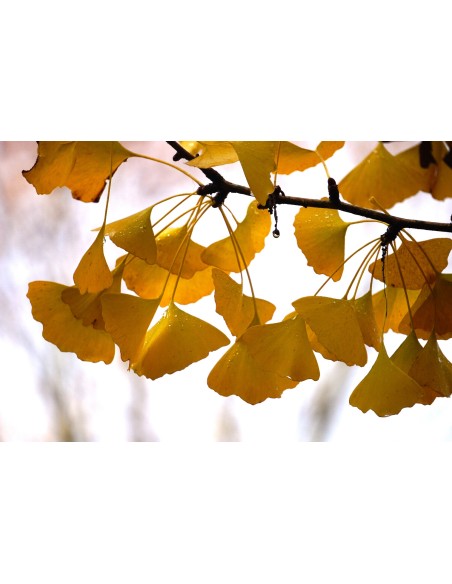 1 Arbolito de Ginkgo biloba / Ginko, Ginkgo 40 Cms listos para sembrar en Maceta o Parques