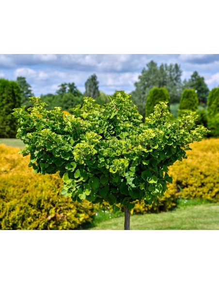 1 Arbolito de Ginkgo biloba / Ginko, Ginkgo 40 Cms listos para sembrar en Maceta o Parques