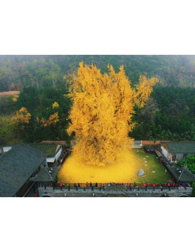 1 Ginkgo biloba sapling / Ginko, Ginkgo 40 Cms...