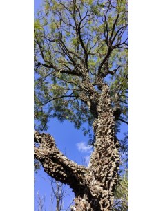 1 Yopo tree, cahoba, nopo...