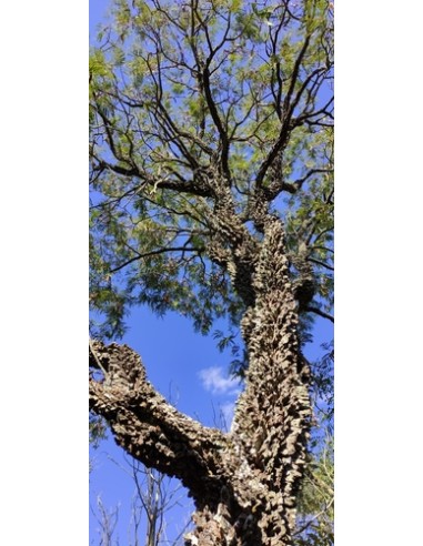 1 Arbolito de Yopo, cahoba, nopo (Anadenanthera peregrina) Arbol de sudamerica vivo Cultivado en Mexico