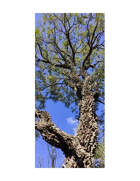 1 Yopo tree, cahoba, nopo (Anadenanthera peregrina) Tree of South America alive Cultivated in Mexico