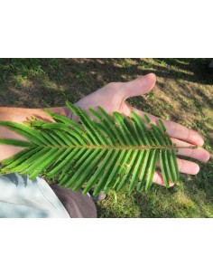 1 Yopo tree, cahoba, nopo... 2