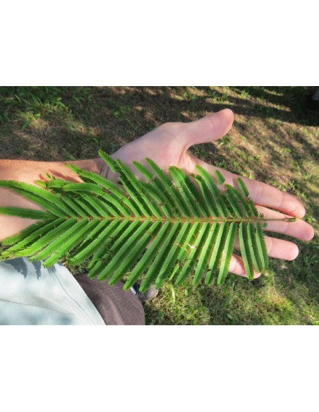 1 Yopo tree, cahoba, nopo (Anadenanthera peregrina) Tree of South America alive Cultivated in Mexico