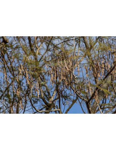 1 Yopo tree, cahoba, nopo (Anadenanthera...