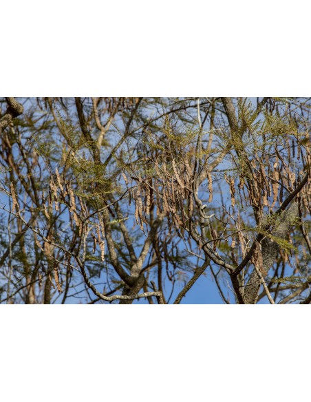 1 Yopo tree, cahoba, nopo (Anadenanthera peregrina) Tree of South America alive Cultivated in Mexico