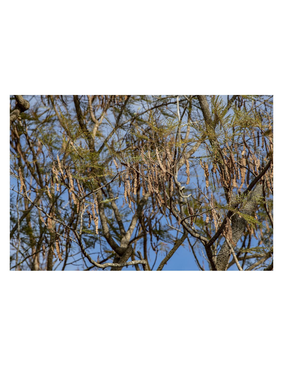 1 Arbolito De Yopo Cahoba Nopo Anadenanthera Peregrina Arbol De 