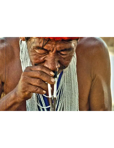 1 Arbolito de Yopo, cahoba, nopo (Anadenanthera...