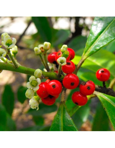 1 Arbolito de Yerbamate (Illex paraguariensis) Planta para el jardín venta en Mexico