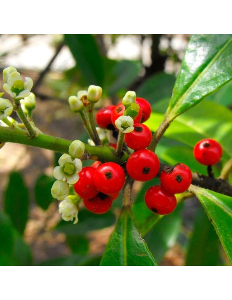 1 Arbolito de Yerbamate (Illex paraguariensis) Planta para el jardín venta en Mexico