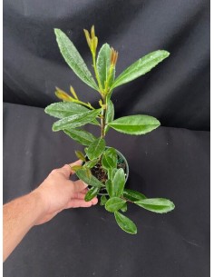 1 Yerbamate Tree (Illex... 2