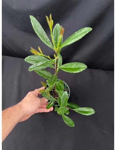 1 Yerbamate Tree (Illex paraguariensis) Garden...