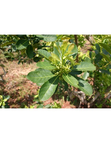 1 Yerbamate Tree (Illex paraguariensis) Garden...