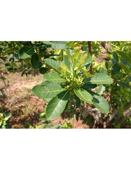 1 Yerbamate Tree (Illex paraguariensis) Garden Plant for sale in Mexico