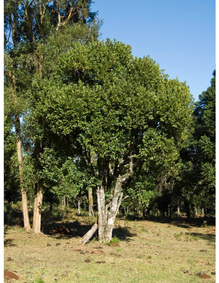 1 Yerbamate Tree (Illex paraguariensis) Garden Plant for sale in Mexico