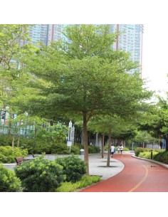 1 Mini Madagascar almond...