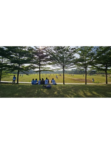 1 Mini Madagascar almond tree (Terminalia...