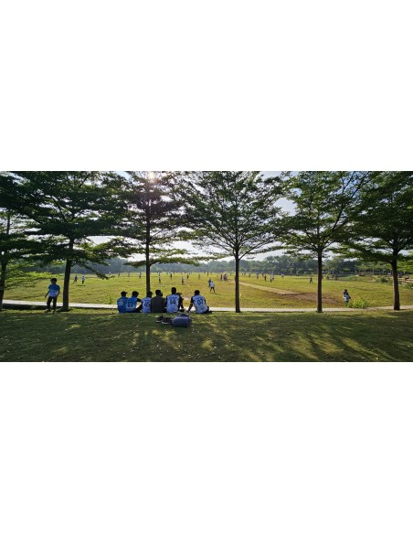 1 Mini Madagascar almond tree (Terminalia mantaly) Rare ornamental trees buy online