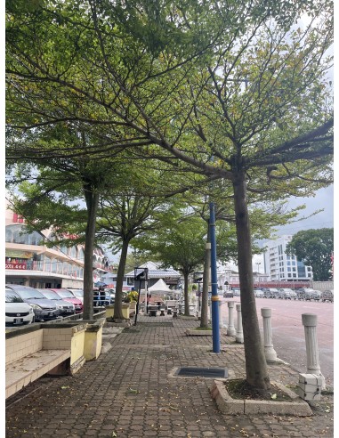 1 Mini Madagascar almond tree (Terminalia...