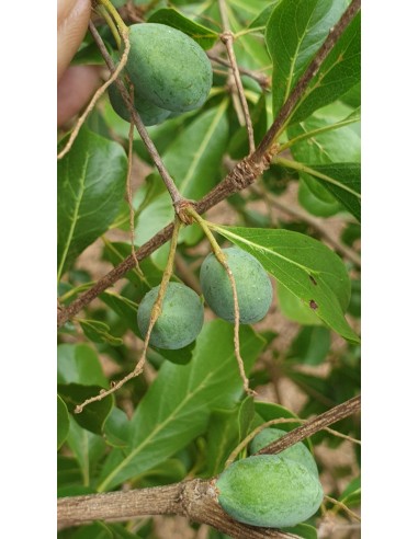 1 Mini Madagascar almond tree (Terminalia...