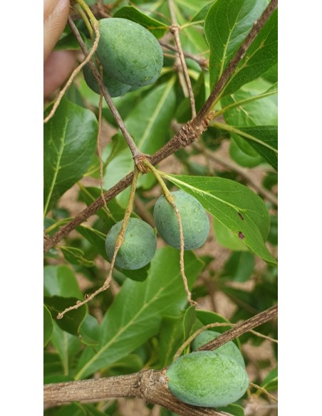 1 Mini Madagascar almond tree (Terminalia mantaly) Rare ornamental trees buy online