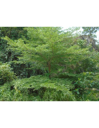 1 Mini Madagascar almond tree (Terminalia...