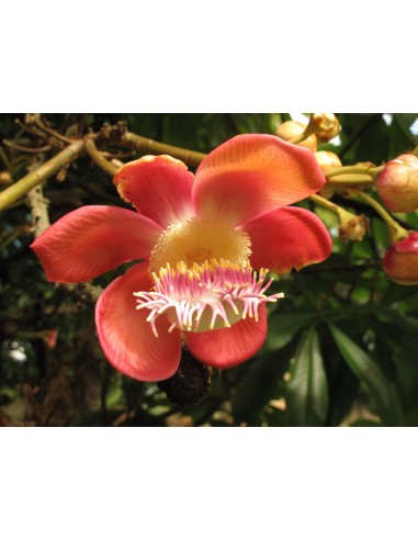 1 Arbolito de Bola de cañon (Couroupita guianensis) Arboles importados donde comprar por internet