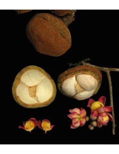 1 Cannonball tree... 2