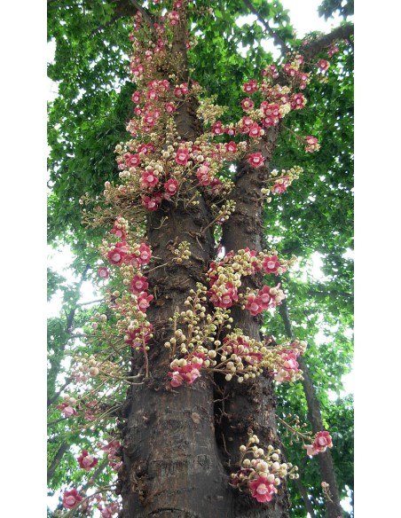 1 Arbolito de Bola de cañon (Couroupita guianensis) Arboles importados donde comprar por internet