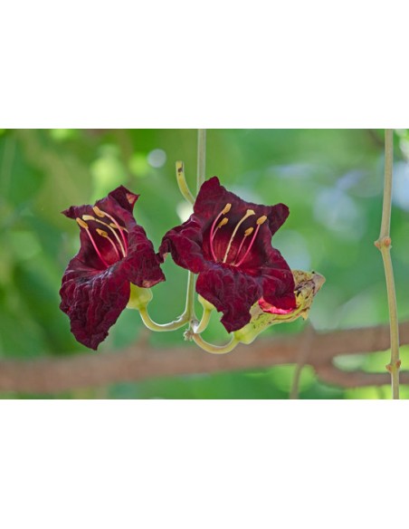 1 Arbolito de las Salchichas (Kigelia africana) Frutos exóticos gigantes - VIVEROS EN VERACRUZ