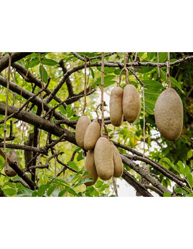 1 Arbolito de las Salchichas (Kigelia africana)...