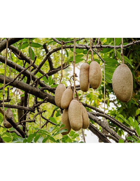 1 Arbolito de las Salchichas (Kigelia africana) Frutos exóticos gigantes - VIVEROS EN VERACRUZ