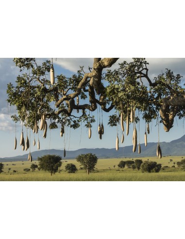 1 Arbolito de las Salchichas (Kigelia africana)...