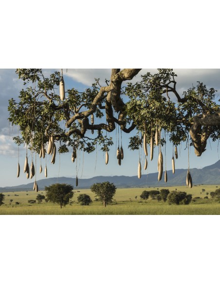 1 Arbolito de las Salchichas (Kigelia africana) Frutos exóticos gigantes - VIVEROS EN VERACRUZ