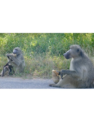 1 Arbolito de las Salchichas (Kigelia africana)...