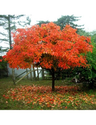 1 Arbol de Persimo (Diospyos lotus) Caqui, Persimmon, Japones listos para Plantar.