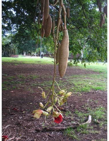 1 Arbolito de las Salchichas (Kigelia africana)...
