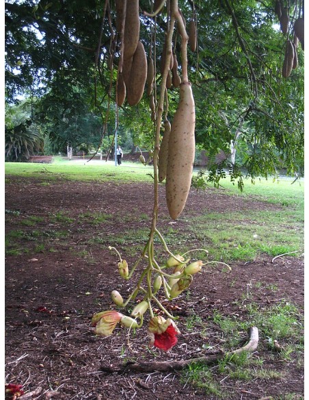 1 Arbolito de las Salchichas (Kigelia africana) Frutos exóticos gigantes - VIVEROS EN VERACRUZ