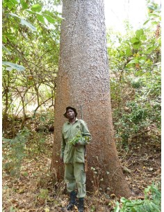 1 African Mahogany Mulberry...