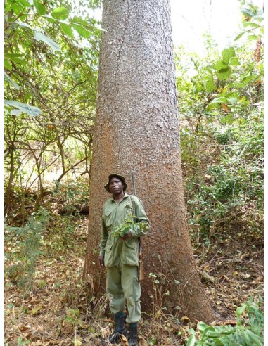 1 African Mahogany Mulberry Tree (Milicia excelsa) Rare timber fruit tree from Africa - For Sale in Mexico