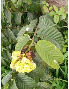 1 African Mahogany Mulberry... 2