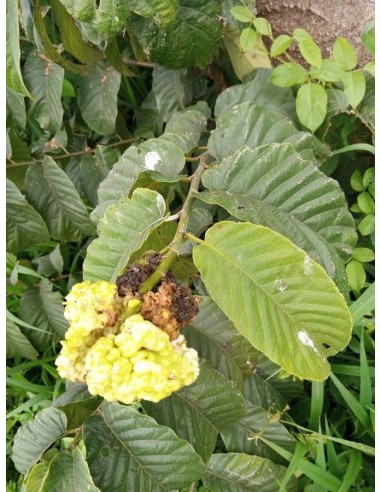 1 African Mahogany Mulberry Tree (Milicia...