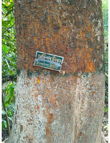 1 African Mahogany Mulberry Tree (Milicia...