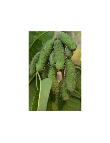 1 African Mahogany Mulberry Tree (Milicia...