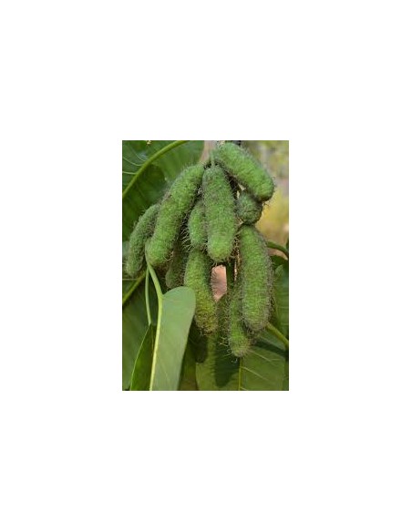 1 African Mahogany Mulberry Tree (Milicia excelsa) Rare timber fruit tree from Africa - For Sale in Mexico