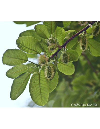 1 African Mahogany Mulberry Tree (Milicia...