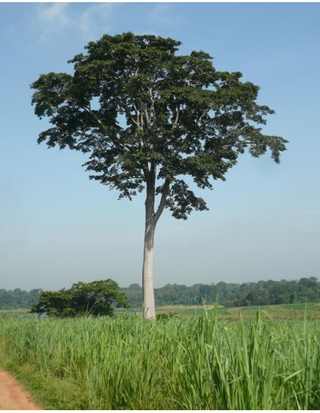 1 African Mahogany Mulberry Tree (Milicia excelsa) Rare timber fruit tree from Africa - For Sale in Mexico